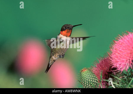 Männliche Rubin-throated Kolibri und Distel Stockfoto