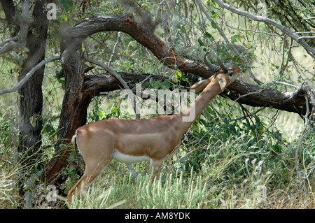 Kenia Samburu National Reserve Kenia Gerenuks Litocranius Walleri AKA Giraffe Gazelle kaute Blätter an einem Baum Stockfoto