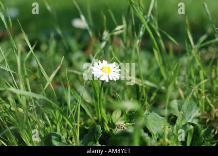 Ein einzelnes Gänseblümchen wächst das Gras Stockfoto