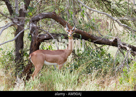 Kenia Samburu National Reserve Kenia Gerenuks Litocranius Walleri AKA Giraffe Gazelle kaute Blätter an einem Baum Stockfoto