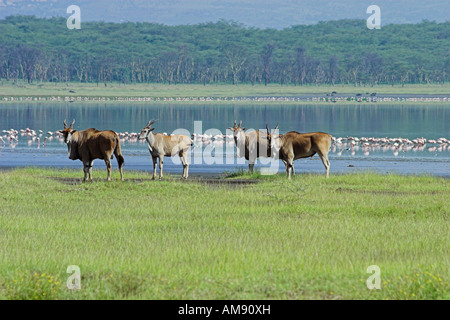 Kenia Lake Nakuru National Park gemeinsame Eland oder südlichen Eland Tauro Oryx Februar 2007 Stockfoto
