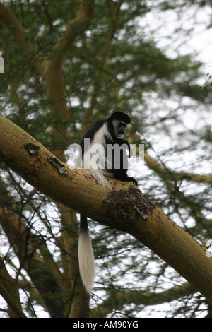 Mantled guereza Affe in einem Baum. Die mantelbrüllaffen guereza (Colobus guereza) ist eine schwarz-weiße Stummelaffen native zu viel von West Zentral- und Ostafrika, ich Stockfoto