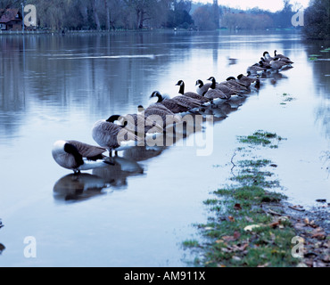 Gänse-Lineup entlang der Themse und Spaziergang am Wasser in der Nähe von Marlow Buckinghamshire Stockfoto