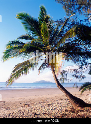 Kokospalme mit Dunk Island im Hintergrund auf idyllischen Mission Beach Tropical North Queensland Stockfoto