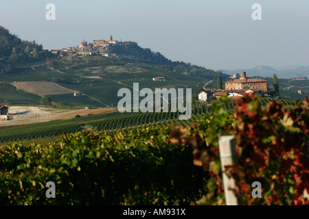 Weinberg-Zeilen in der Nähe von La Morra.  Piemont, Italien Stockfoto