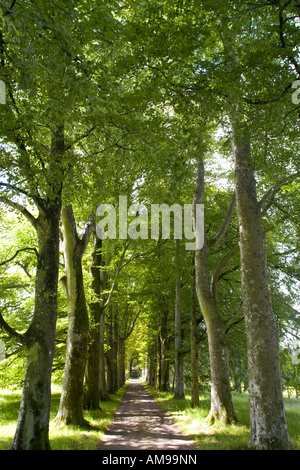 Buche-Allee-Eingang zum Drummond Castle Gardens, Perthshire, Schottland, UK Stockfoto