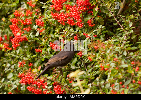 Eine weibliche Amsel in unter den roten Beeren eines roten Spalte Firethorn, holzbär coccinea. Stockfoto