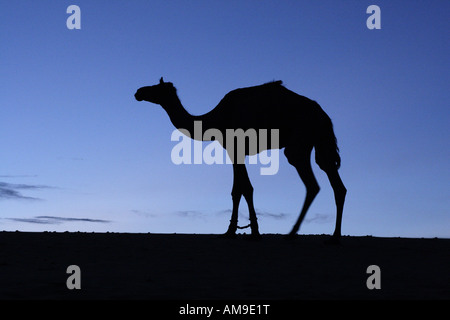 Ein Kamel ist auf einer Sanddüne in der Thar-Wüste in Rajasthan, Indien Silhouette. Stockfoto