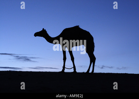 Ein Kamel ist auf einer Sanddüne in der Thar-Wüste in Rajasthan, Indien Silhouette. Stockfoto