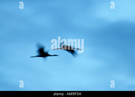 Paar Kraniche fliegen bei schwachem Licht Stockfoto