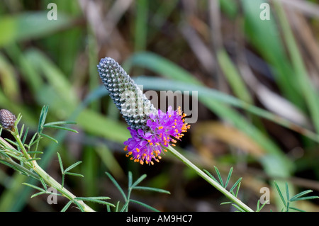 Lila Prärie Klee Dalea purpurea Stockfoto