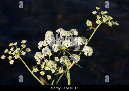 Wasser-Schierling Cicuta douglasii Stockfoto