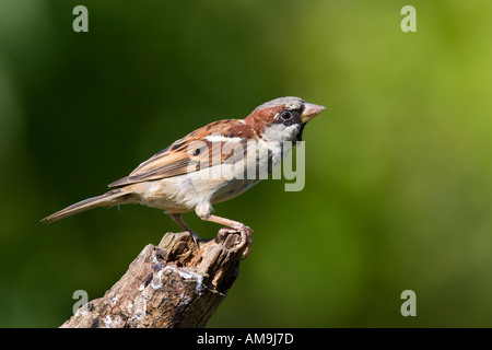 Männliche House Sparrow Passer Domesticus thront auf Zweig mit schönen entschärfen Hintergrund Potton bedfordshire Stockfoto