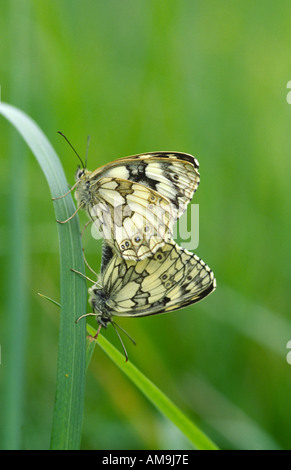 Marmorierte weiße Schmetterlinge Paired.Melanargia Galathea. Stockfoto