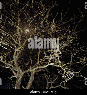 Ein Baum in Brüssel in der Nacht. Stockfoto