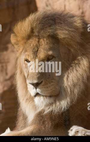 Männlicher Löwe am Colchester Zoo Stanway Essex GB UK Stockfoto
