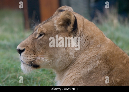 Weibliche Löwen am Colchester Zoo Stanway Essex GB UK Stockfoto