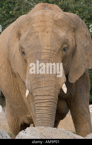 Afrikanische Elefanten im Colchester Zoo Stanway Essex UK Stockfoto