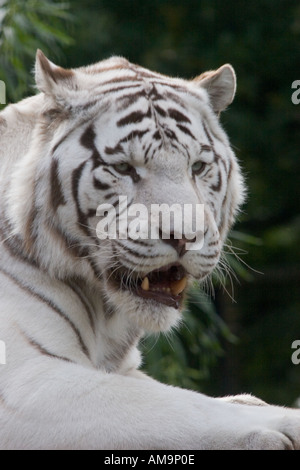 Panthera Tigris weiße Tiger am Colchester Zoo Essex GB UK Stockfoto