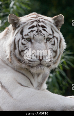 Panthera Tigris weiße Tiger am Colchester Zoo Essex GB UK Stockfoto