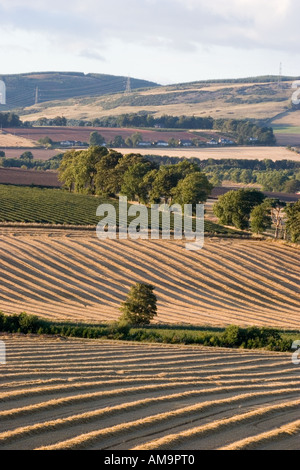 Landwirtschaftliche Nutzflächen in Cooper Angus Blairgowrie; Landschaften mit Feldmarkierungen und Furchen nach dem Pflügen und der Ernte in Schottland, Großbritannien Stockfoto