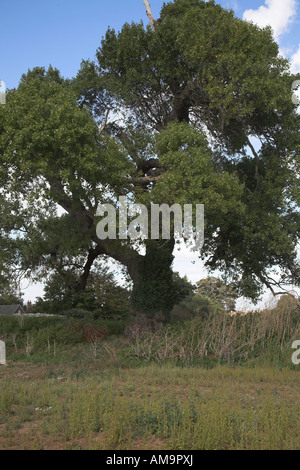 Native English Schwarz-Pappel Baum Populus Nigra, Butley, Suffolk, England Stockfoto