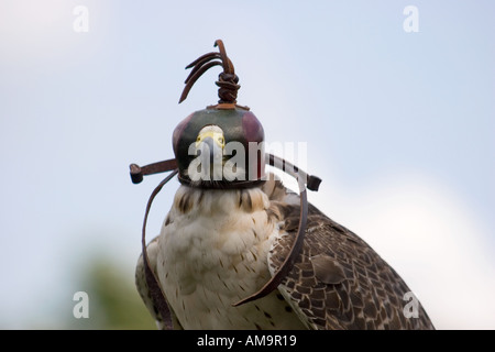 Peregrine Falcon der Lanar Kreuz tragen niederländischen Haube Stockfoto