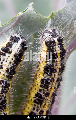 Großer weißer Schmetterling Raupen auf Rotkohl Blättern Stockfoto