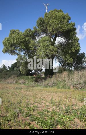 Native English Schwarz-Pappel Baum Populus Nigra, Butley, Suffolk, England Stockfoto