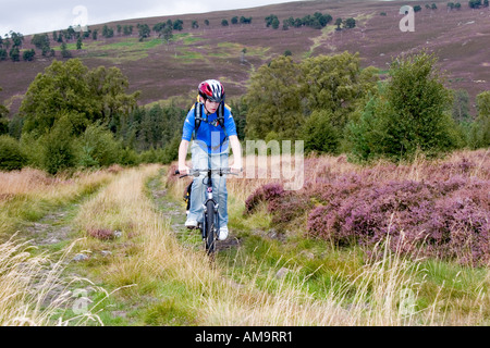 Teenager-Radler, der mit dem Mountainbike durch das lila Heidekraut auf einem Radweg auf dem Land im Cairngorms National Park, Schottland, Großbritannien, fährt Stockfoto