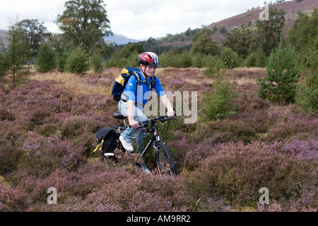 Teenager-Radler, der mit dem Mountainbike durch das lila Heidekraut auf einem Radweg auf dem Land im Cairngorms National Park, Schottland, Großbritannien, fährt Stockfoto