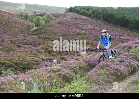 Teenager-Radler, der mit dem Mountainbike durch das lila Heidekraut auf einem Radweg auf dem Land im Cairngorms National Park, Schottland, Großbritannien, fährt Stockfoto