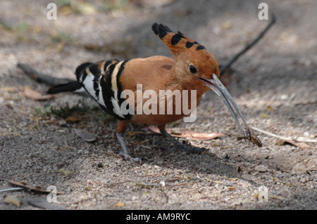 Wiedehopf (Upupa Epops), Etosha Nationalpark, Namibia Stockfoto