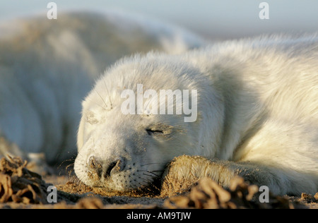 Zwei ein - Tag alt grau Seal Welpen schlafen an einem Strand an der Ostküste von England Stockfoto