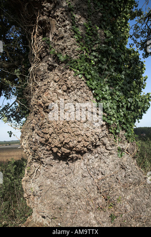 Native English Schwarz-Pappel Populus Nigra, Butley, Suffolk, England Nahaufnahme von Rinde und Stamm Stockfoto