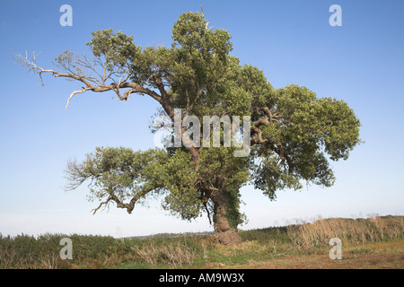 Native English Schwarz-Pappel Baum Populus Nigra, Butley, Suffolk, England Stockfoto