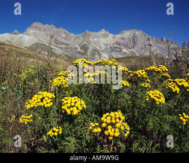 Gelbe Rainfarn Blüten wachsen wild auf den Col de Lauteret in den französischen Alpen Stockfoto