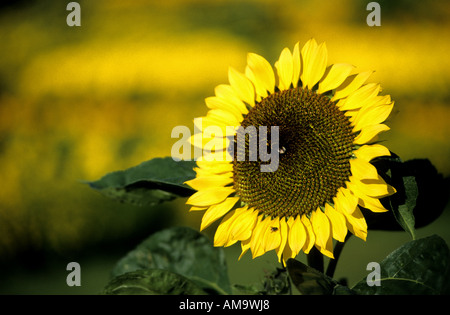 Sonnenblume in Jephson Gärten, Leamington Spa, Warwickshire, England, Vereinigtes Königreich Stockfoto