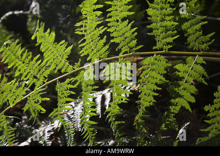 Pteridium Aquilinum Adlerfarn Farn Blatt Wedel Stockfoto