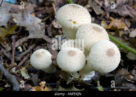 Gemeinsamen Puffball Lycoperdon perlatum Stockfoto