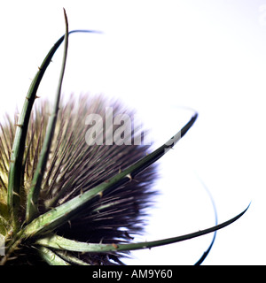 Nahaufnahme des Kopfes eine große Distel Stockfoto