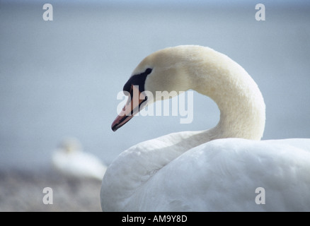 Nahaufnahme eines Schwäne Hals und Kopf am See Constanze in Süddeutschland Stockfoto