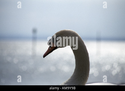 Nahaufnahme eines Schwäne Hals und Kopf am See Constanze in Süddeutschland Stockfoto