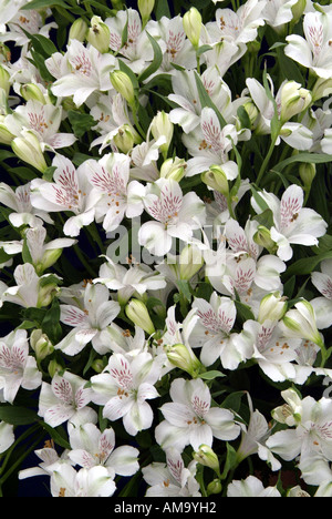 Alstroemeria Virginia Peruanische Lilie Kopf Blüte Pastell Blütenblatt Topf Pflanzen exotische tropische Birne Gewächshaus Treibhaus angebaut Stockfoto