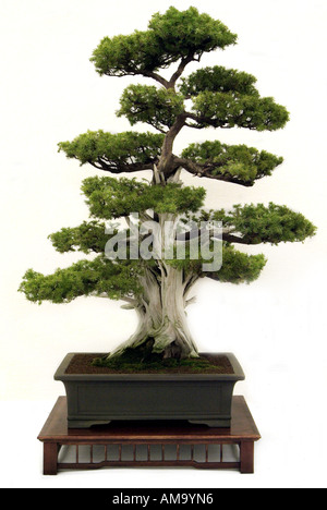 Nadel-Wacholder Bonsai Bonsai chinesische China Japan japanische Ost Ost orientalische orient Stockfoto