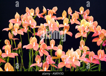 Hellen, lebhaften Tag Leuchten Blütenknospe Kopf nahe Stengel bis Makro Blütenblatt Vene gelb orange rosa Farbe England UK Vereinigtes Stockfoto