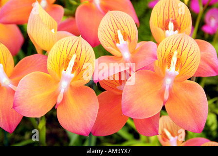 Hellen, lebhaften Tag Leuchten Blütenknospe Kopf nahe Stengel bis Makro Blütenblatt Vene gelb orange rosa Farbe England UK Vereinigtes Stockfoto