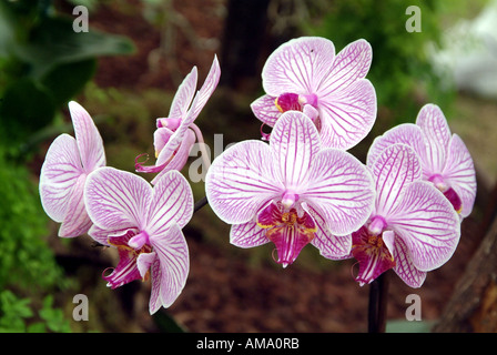 Orchideen Phalaenopsis Malibu Bistro epiphytisch terrestrischen Treibhaus tropische Blume Blumen Pflanze exotischen Osten Osten Spray Dschungel Stockfoto