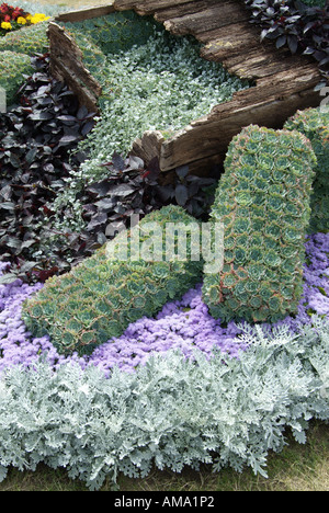 Sedum bürgerlichen Display Pflanze Gattung Blume Grenze Park Gemeinschaft Gartenbau Gebietskörperschaft Tribut Service Bett Bettwäsche Stockfoto