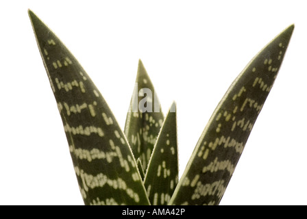 Rebhuhn breasted Aloe Blume Aloe variegata Stockfoto